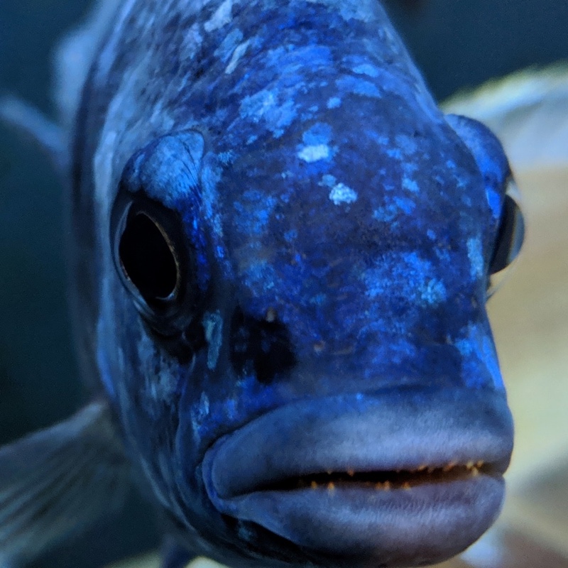 Placidochromis sp. 'phenochilus tanzania'